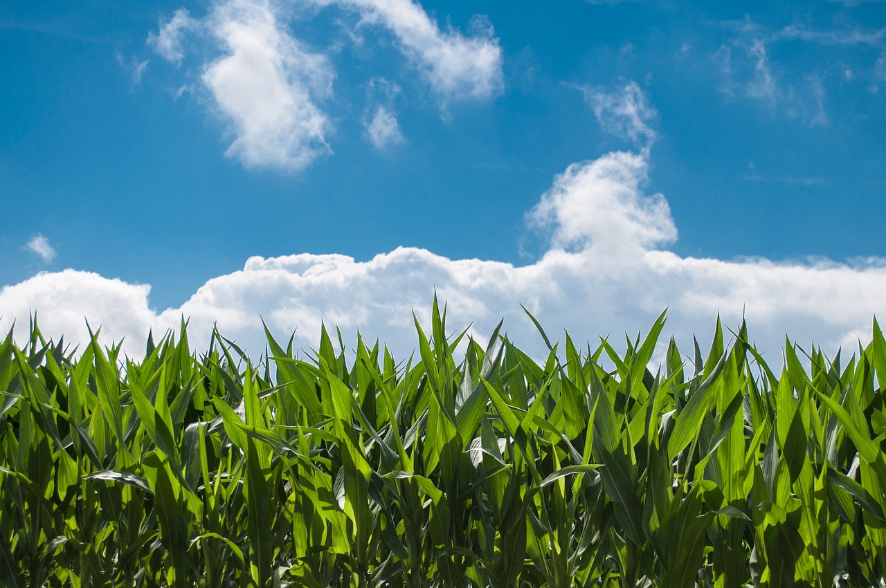 corn-field-440338_1280.jpg