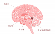 腦科學(xué)告訴你：為何這么多學(xué)生一天到晚變得“死氣沉沉”？