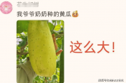“我爸種的都比這專業(yè)”，農(nóng)學生曬出“掛科黃瓜”，
